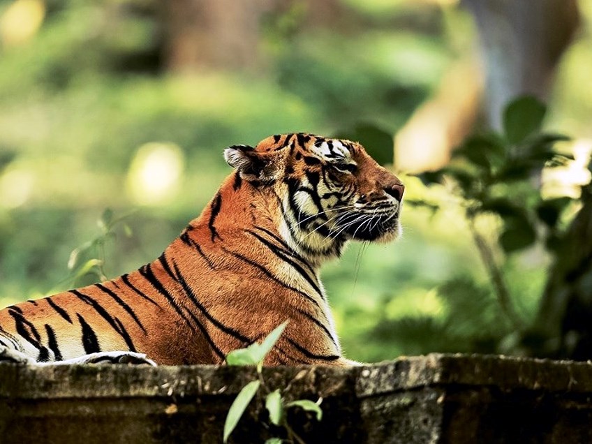 Paket Tour Taman Safari